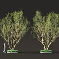 Two Leafy Trees With Green Foliage And Person Standing By Circular Bases