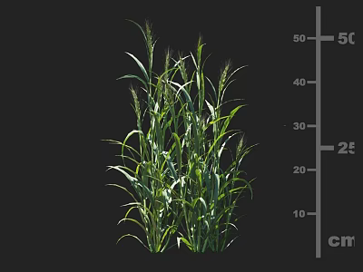 Green Agricultural Crops With Growth Height Measurement And Yield Indicators In cm And Ton 3d model