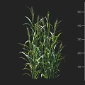 Green Agricultural Crops With Growth Height Measurement And Yield Indicators In cm And Ton