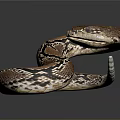 Brown and black patterned snake coiled on dark background with shiny skin and reflection 3d model