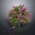 Lush Green Tree With Vibrant Pink Flowers And Foliage On Dark Background