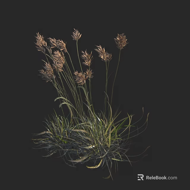 Ornamental Grasses With Feathery Plumes And Slender Green Stems In Garden 3d model 
