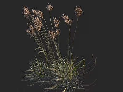 Ornamental Grasses With Feathery Plumes And Slender Green Stems In Garden 3d model