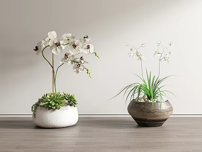 Indoor Potted Plants With White Orchids Succulents In White And Brown Ceramic Pots 3d model