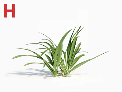 Fresh Green Grass Plant With Long Slender Leaves And White Roots On Pure White Background 3d model