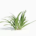 Fresh Green Grass Plant With Long Slender Leaves And White Roots On Pure White Background
