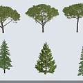 Six Different Arbor Trees 3D Illustration With Natural Shadows On White Background