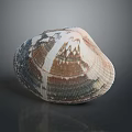 Marine Aquatic Animal Shell Featuring Brown White Stripes And Natural Texture