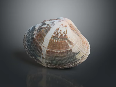 Marine Aquatic Animal Shell Featuring Brown White Stripes And Natural Texture 3d model