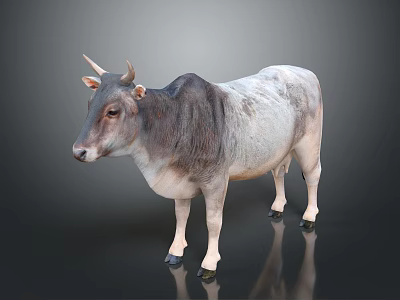 Gray And White Cow With Horns Standing On Reflective Surface 3d model