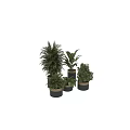 Bonsai Potted Plants For Indoor Decor With Various Green Species In Gold And Black Pots