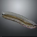 Colorful Millipede With Segmented Body And Shiny Rainbow Exoskeleton Details