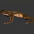 Frog Poison Frog Game Frog Reptile Cold Blooded Animal Reptile 3d model