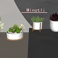 Indoor Succulent Plants In Various Decorative Pots For Home Decor