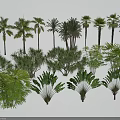 Various Tropical Trees 3D Models Collection With Lush Foliage And Detailed Trunks 3d model