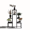 Modern Indoor Bonsai Plants Display On Multi Tiered Black Metal Shelf