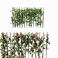 Vines Covering Wooden Trellis With Green Leaves And Red Flowers
