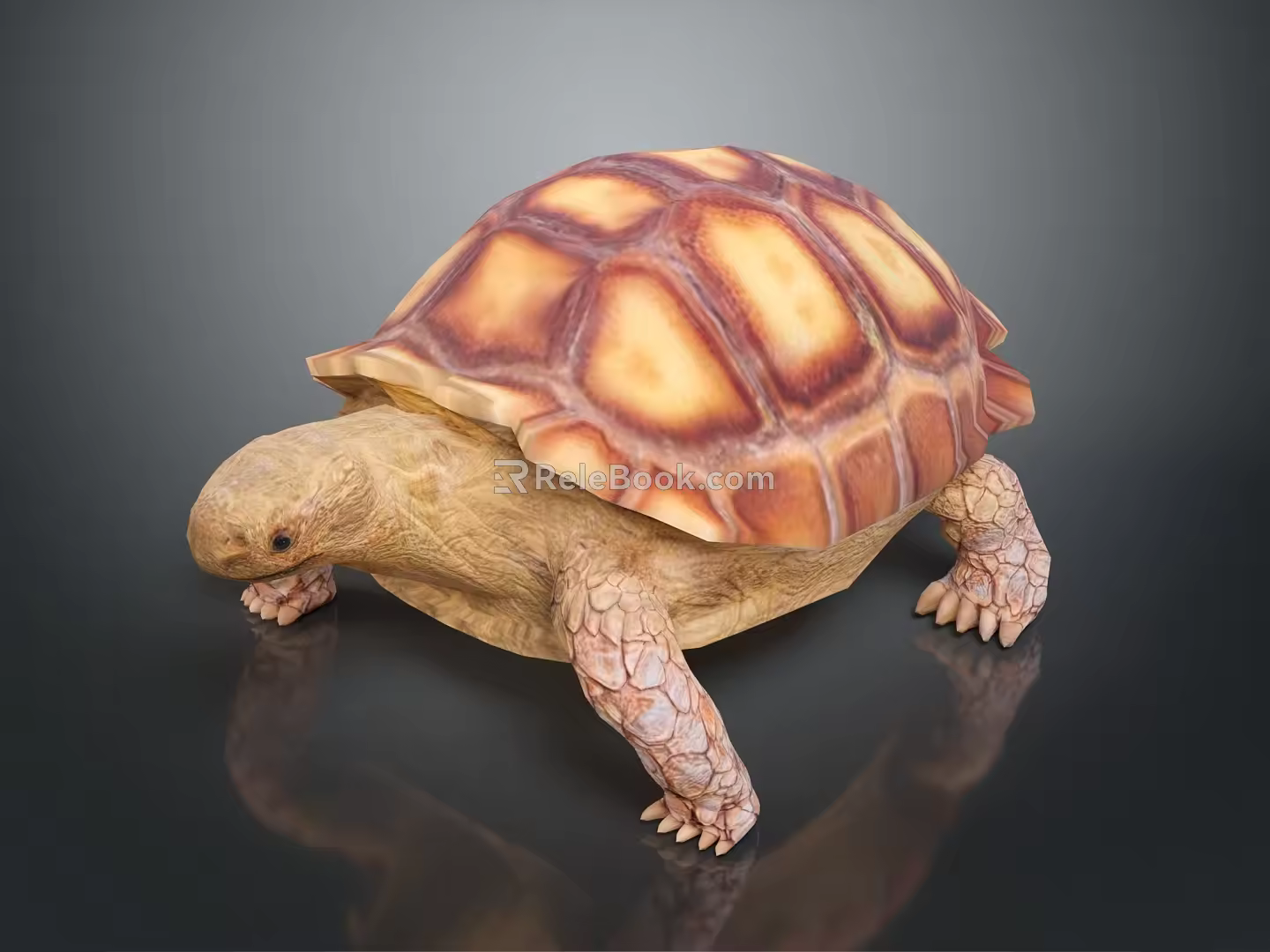 Turtle Cartoon Turtle Snapping Turtle Chickbill Turtle Reptile Cold Blooded Animal Reptile Class 3d model