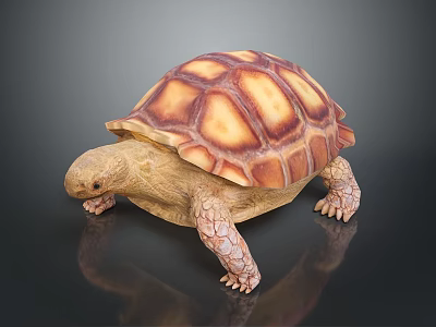 Reptile Tortoise With Brown And Yellow Patterned Shell Crawling On Dark Reflective Surface 3d model