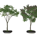 Tree Planter with Concrete Base and Green Leafy Trees in Outdoor Area