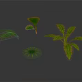 Four Green Plants Fern Yellow Edged Leaves Small Palm Like And Leafy On Dark Background