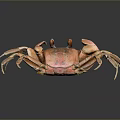 Orange Crab With Extended Claws And Reflection On Dark Background
