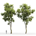 Arbor With Lush Green Foliage And Textured Trunk In Natural Environment