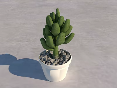 Green Cactus Bonsai Potted Plant in White Pot with Small Stones on Light Surface 3d model