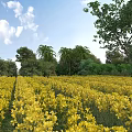 Garden Landscape Featuring Yellow Flower Field Lush Trees Bushes And Blue Sky With White Clouds