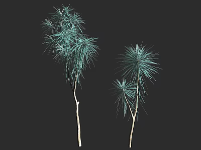 Two Arbor Trees With Slender Trunks And Feathery Green Foliage Against Dark Background 3d model