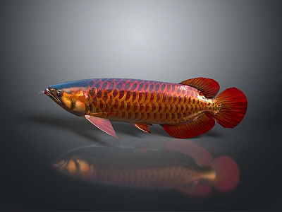 Red and Gold Arowana Fish With Shiny Scales And Reflective Surface 3d model