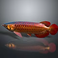 Red and Gold Arowana Fish With Shiny Scales And Reflective Surface