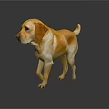 Yellow And White Labrador Dog Model Standing On Dark Background With Reflection 3d model