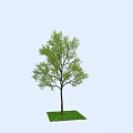 Tall Tree With Slender Trunk Green Leaves And Small Grass Patch In Light Blue Sky 3d model