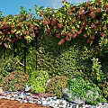 Lush Living Plant Wall With Green Vines Bushes And Decorative Pebble Border