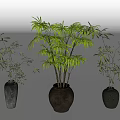 Three Bamboo Bonsai Potted Plants in Black Pots on White Background