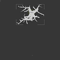 Isolated Leafless Tree With Twisted Branches And Dry Trunk On Dark Background
