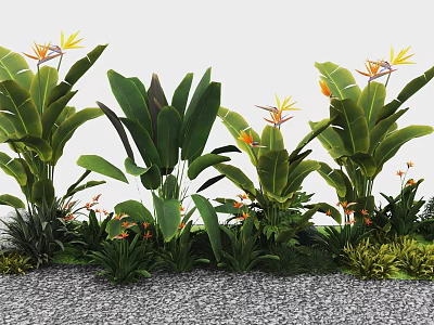 Vibrant Garden Flowers And Plants Featuring Bird of Paradise Blooms Large Green Leaves 3d model