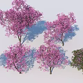 Beautiful Flowering Trees With Pink Blossoms And Shadow Effects In Landscape