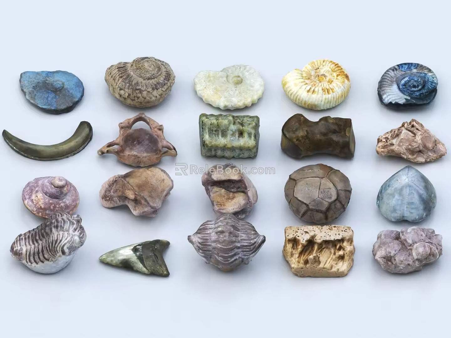 Fossil Stone Wind Fossil Ornaments Shell 3d model