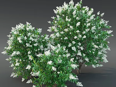 Lush Garden Shrubs With White Flowers And Green Leaves For Decoration 3d model
