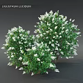 Lush Garden Shrubs With White Flowers And Green Leaves For Decoration