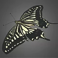 Black and White Butterfly With Patterned Wings Flying On Gray Background 3d model