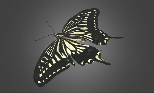 Modern Butterfly Swallowtail Butterfly 3d model