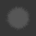 Tall Green Ornamental Grass with Feathery White Plumes Against Black Background