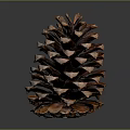 Natural Brown Pine Cone on Dark Reflective Surface with Detailed Texture 3d model