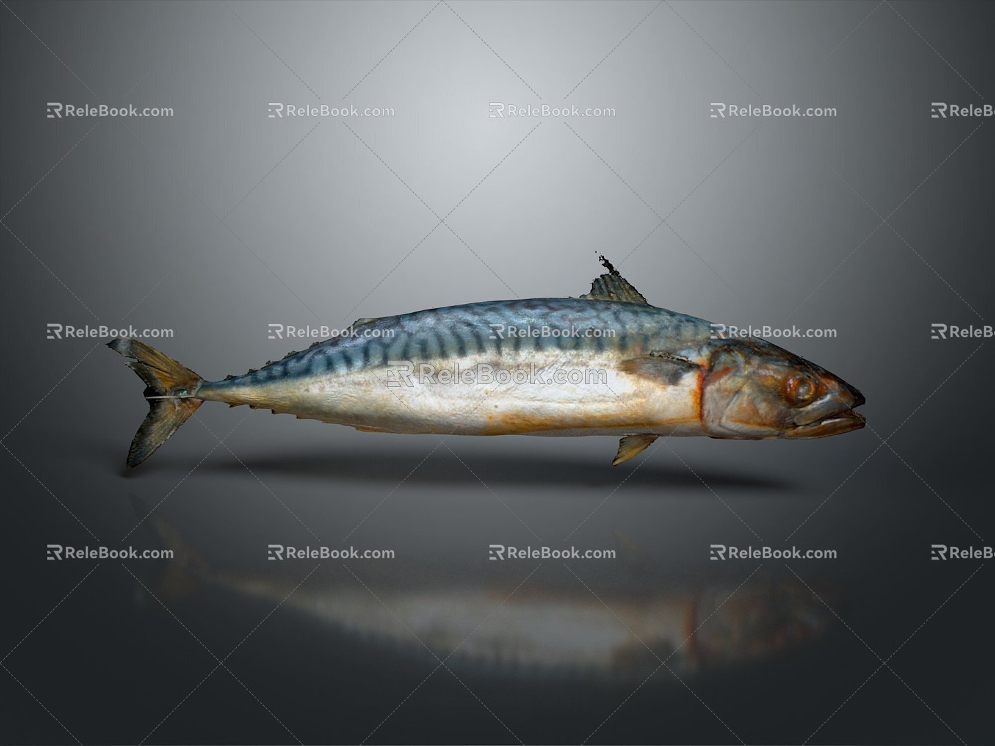 Catfish Carp Sturgeon Bass Freshwater Fish Various Carp Grass Carp Crucian Carp 3d model