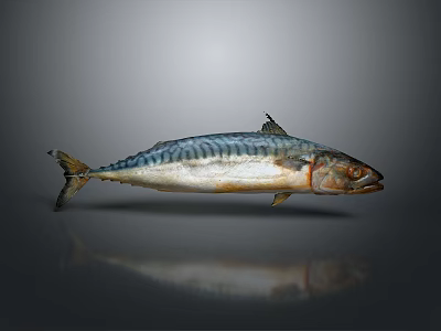 Catfish Carp Sturgeon Bass Freshwater Fish Various Carp Grass Carp Crucian Carp 3d model
