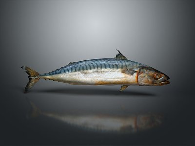 Catfish Carp Sturgeon Bass Freshwater Fish Various Carp Grass Carp Crucian Carp 3d model