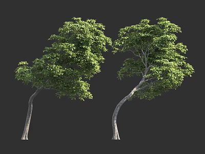 Two Green Trees With Curved Trunks And Lush Foliage On Dark Background 3d model